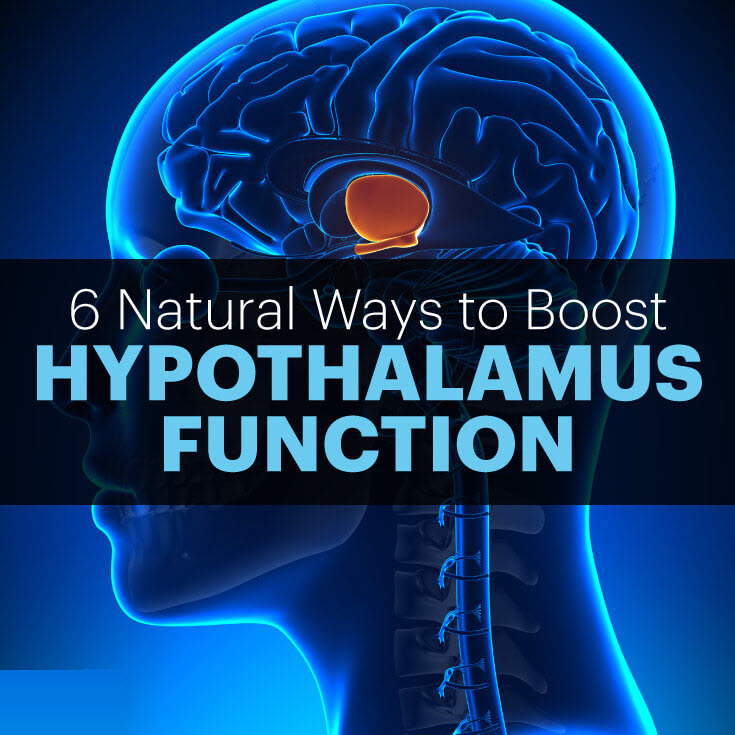 Hypothalamus function MKexpressnet
