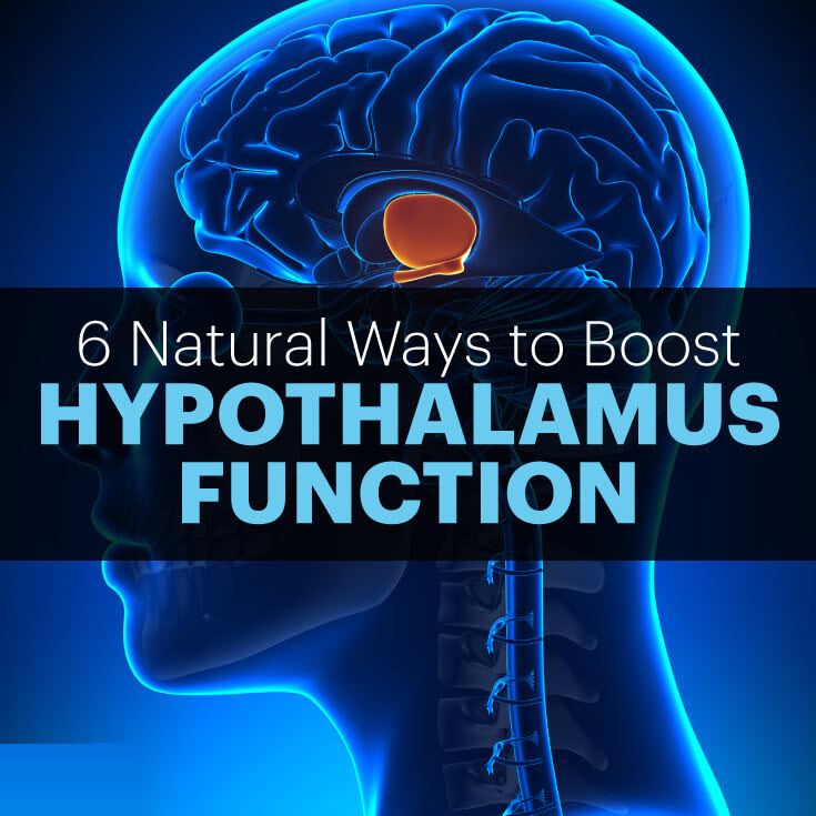 Hypothalamus function - MKexpress.net