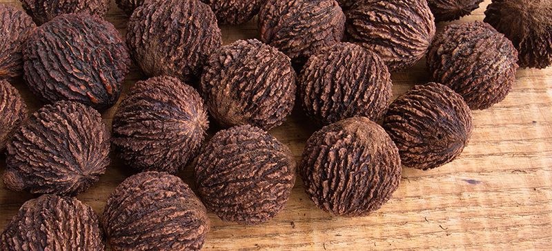 Black walnut - MKexpress.net