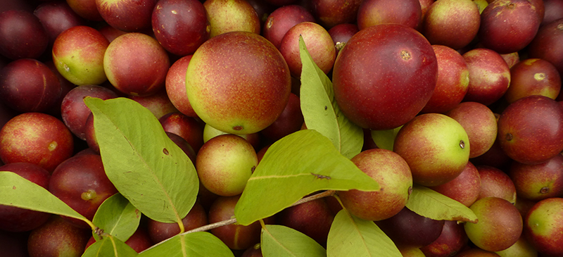 Camu camu - MKexpress.net