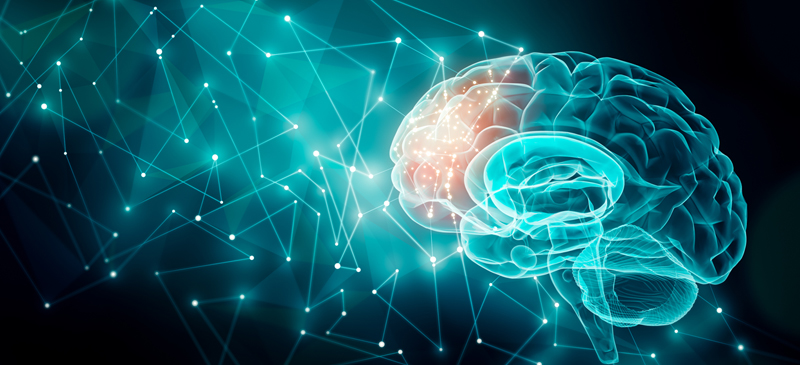 Brain activity - MKexpress.net