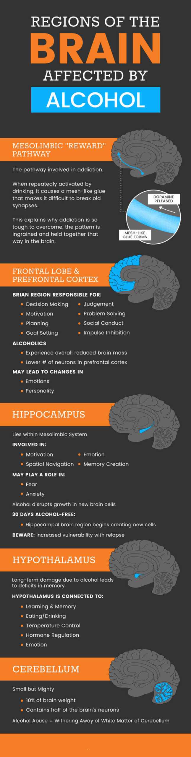 How alcohol affects the brain MKexpressnet