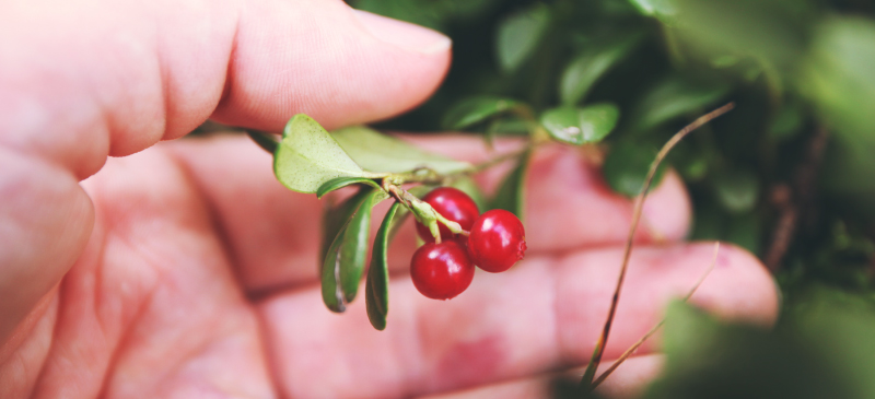 Lingonberry MKexpressnet