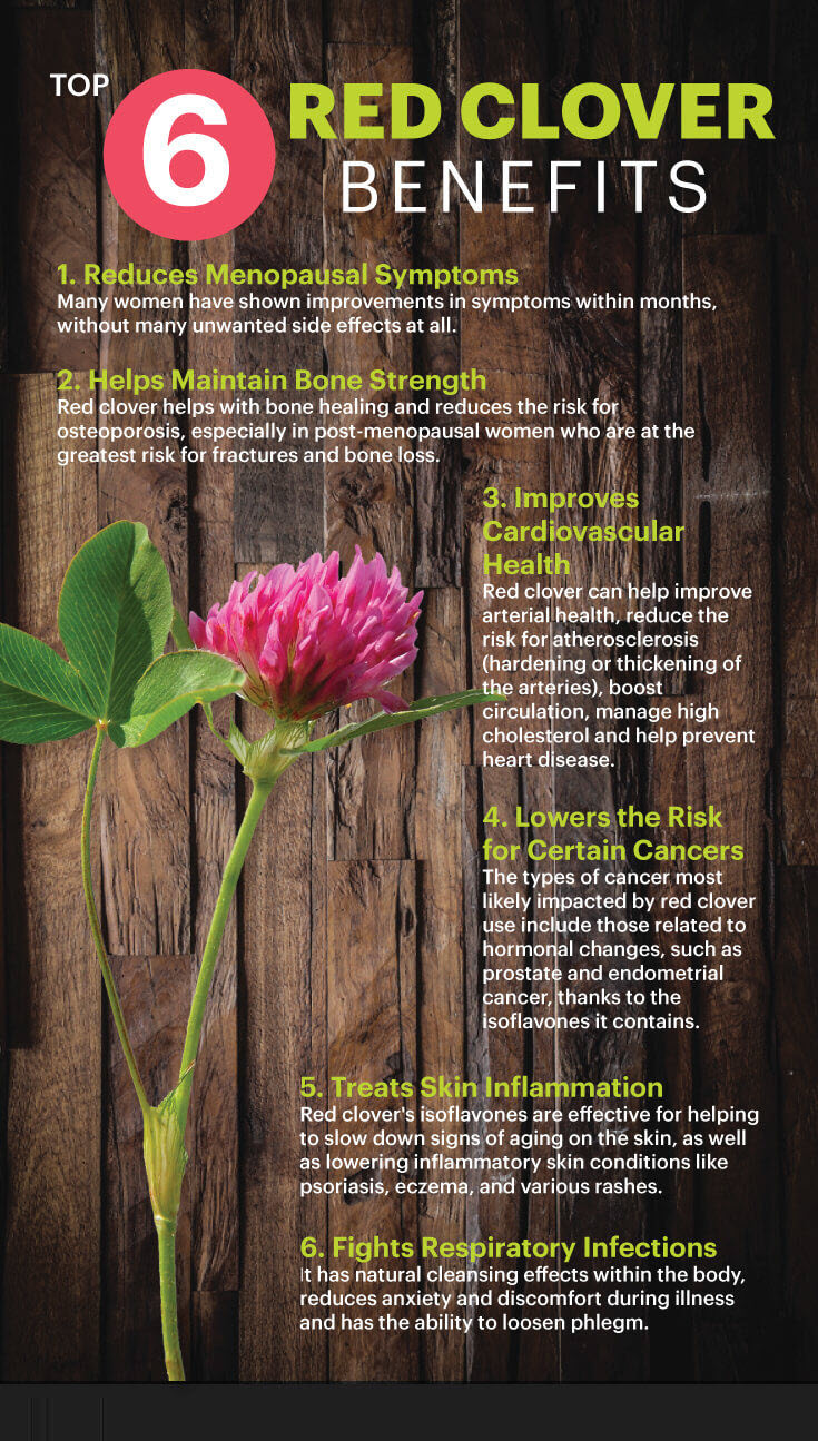 Red clover benefits - MKexpress.net