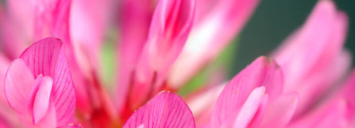 Red clover - MKexpress.net