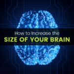 Your Brain: 10 Things Literally Increase the Size of Brain Increase size your brain - MKexpress.net