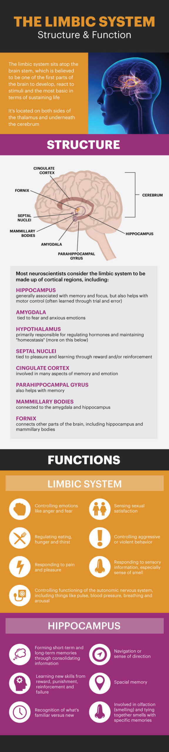 what is the limbic system plus how to keep it healthy the role of essential oils