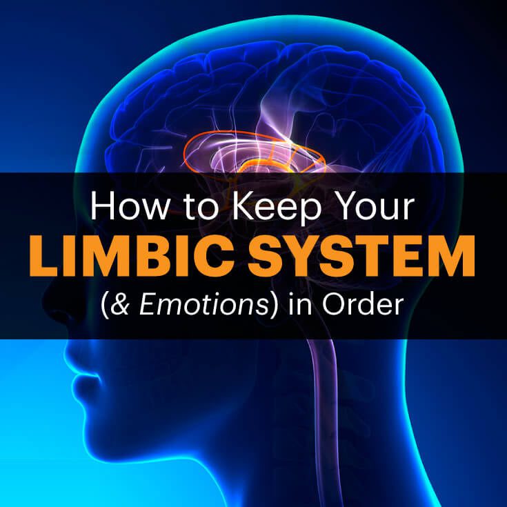 Limbic system MKexpressnet