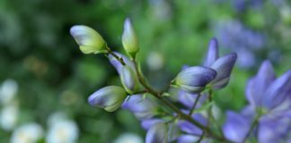 Aconite Safe Remedy or Dangerous Poison? Aconite Safe