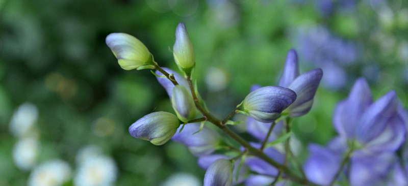 Aconite MKexpressnet