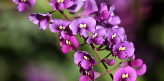 Sarsaparilla Herb: The Healing Plant with Many Uses? Sarsaparilla Herb