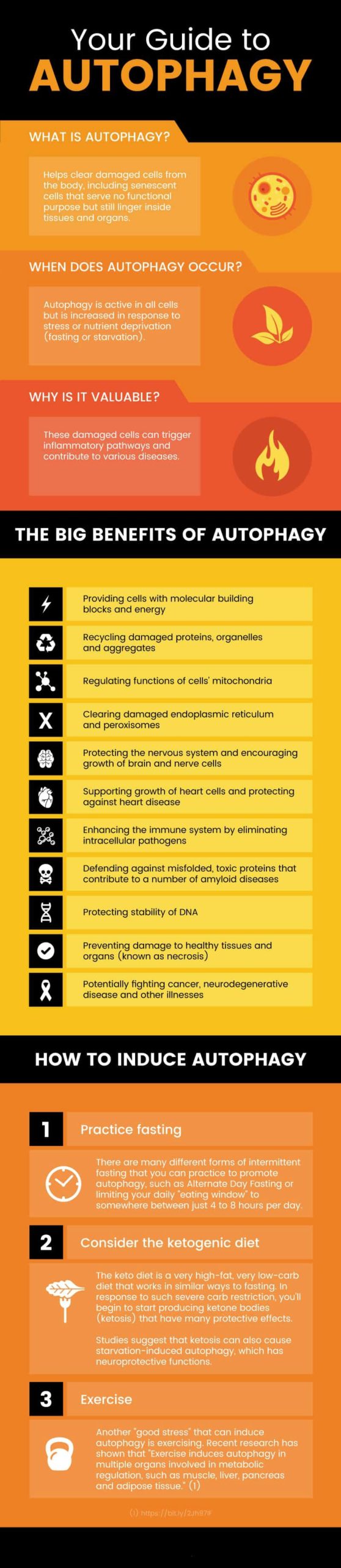 Guide to autophagy MKexpressnet