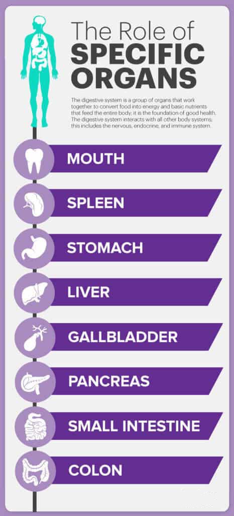 Role of organs in digestive system MKexpressnet