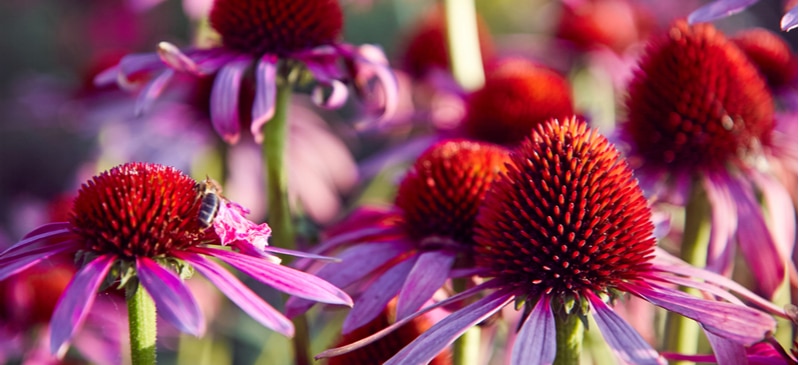 Echinacea Angustifolia