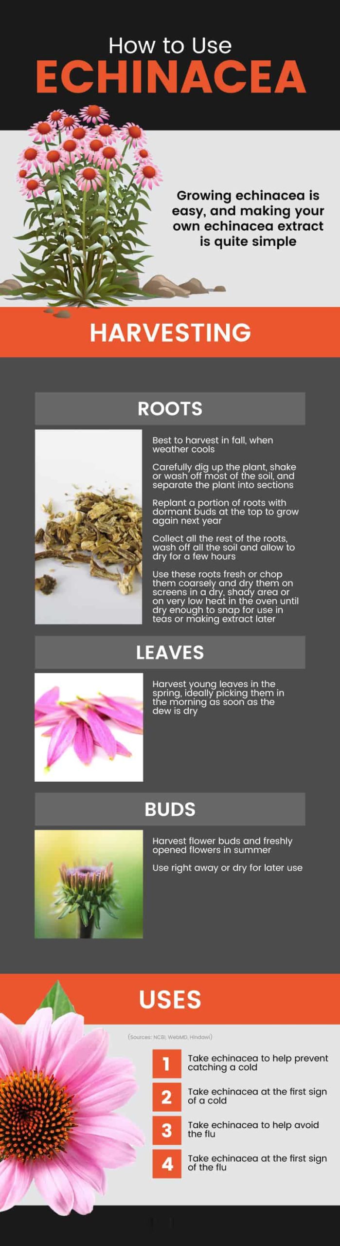 Echinacea uses