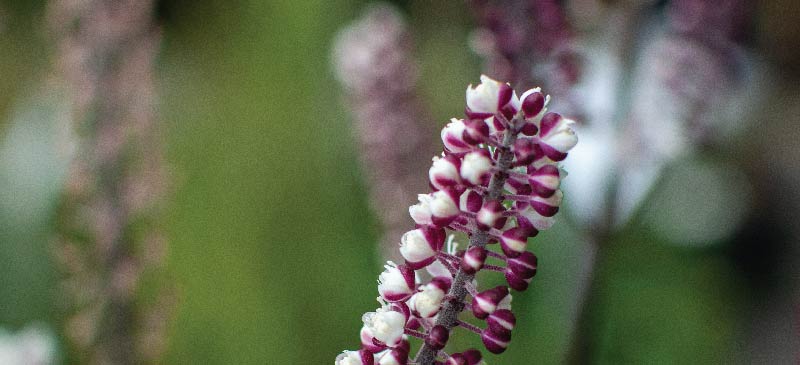 Black cohosh