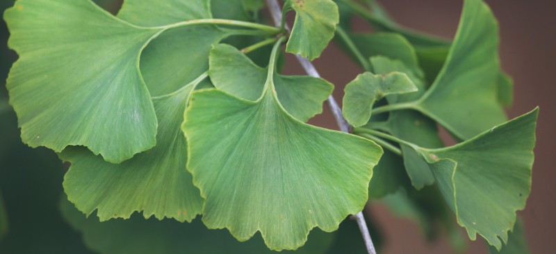 Ginkgo Biloba Benefits