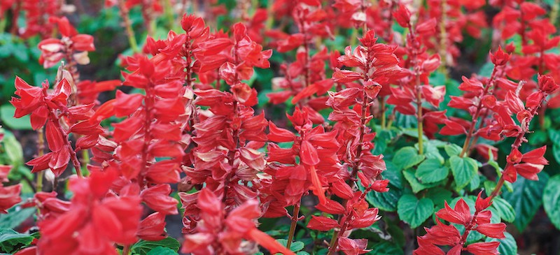 Red sage