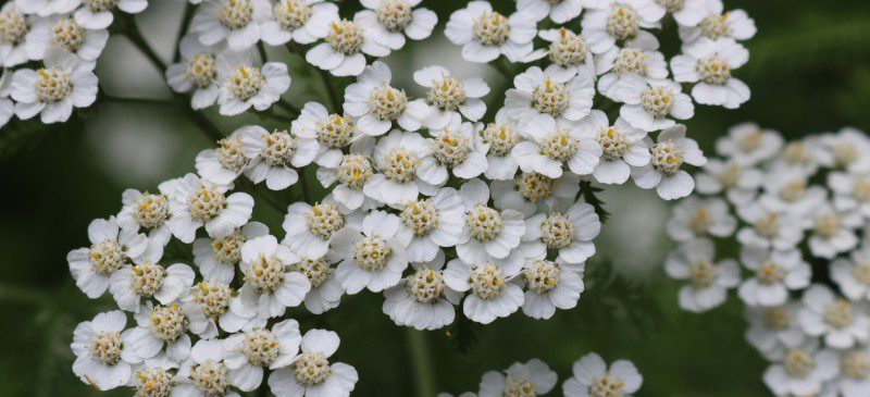 Yarrow