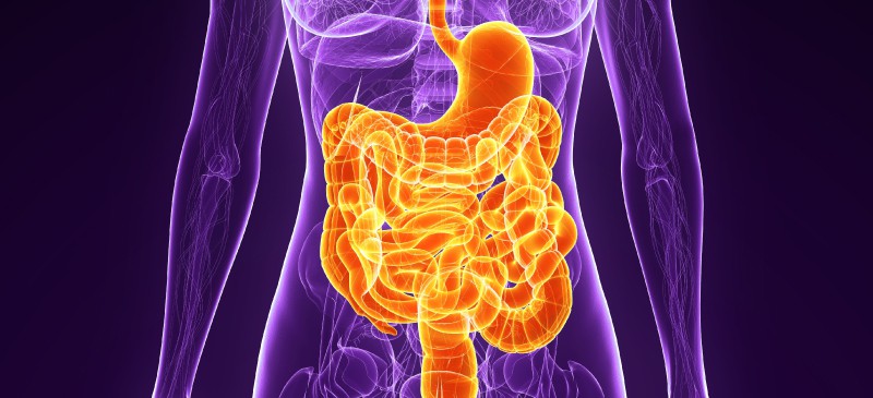 How the digestive system works - MKexpess.net