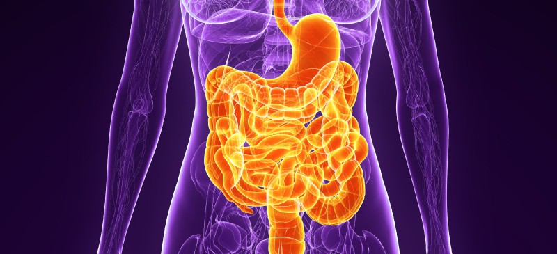 How the digestive system works MKexpessnet