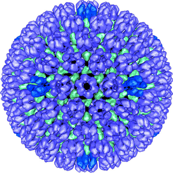 Herpes Virus