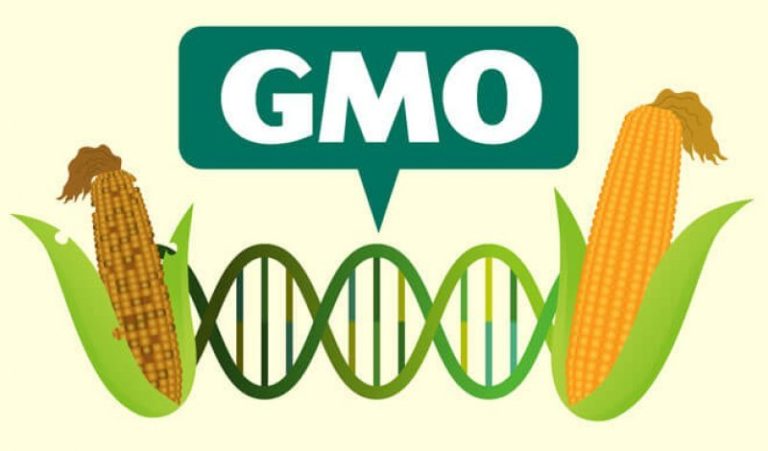 Genetically Modified Organisms, 8 Sincere Facts