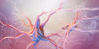 Sensory System: Overview Of 6 Receptors Sensory System