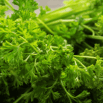 Parsley, Origin And 3 Amazing Benefits Of Consuming It Parsley