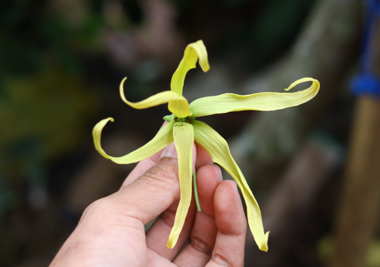 ylang ylang tea